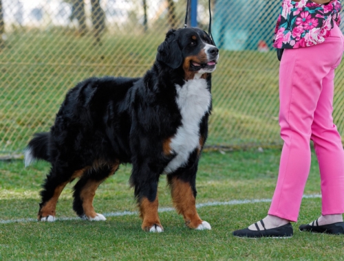 Duma Championem Polski!