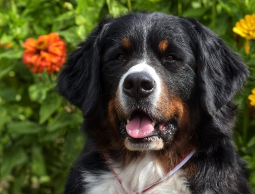 CACIB Białystok 23/08/25